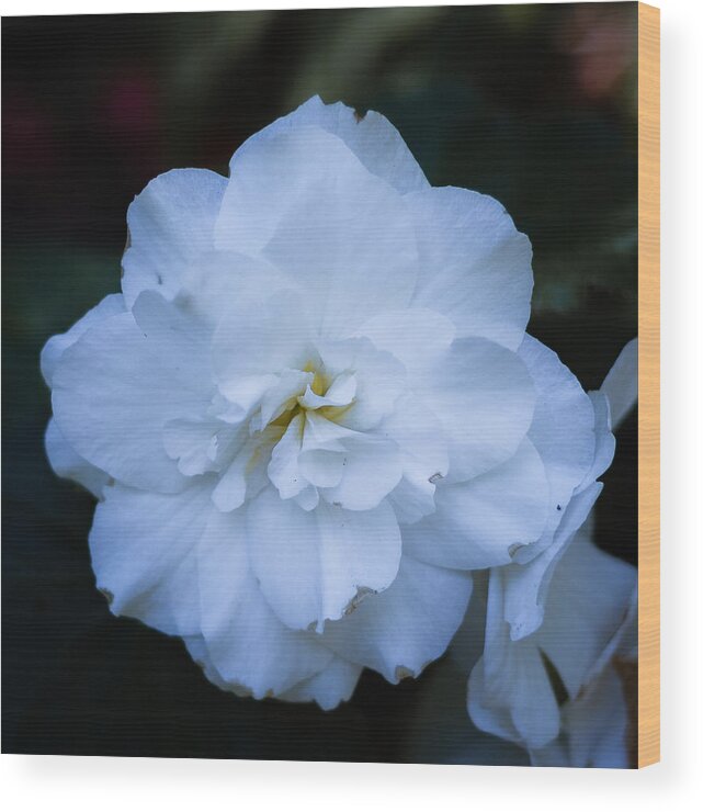 Bellingham Wood Print featuring the photograph White as Snow Begonia by Judy Wright Lott