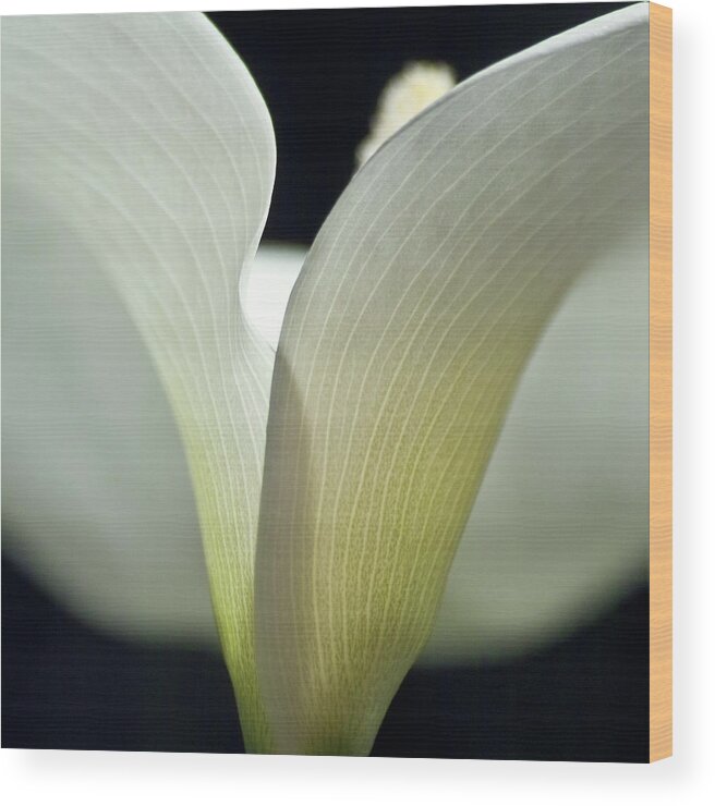 Calla Wood Print featuring the photograph White Calla Lily by Heiko Koehrer-Wagner