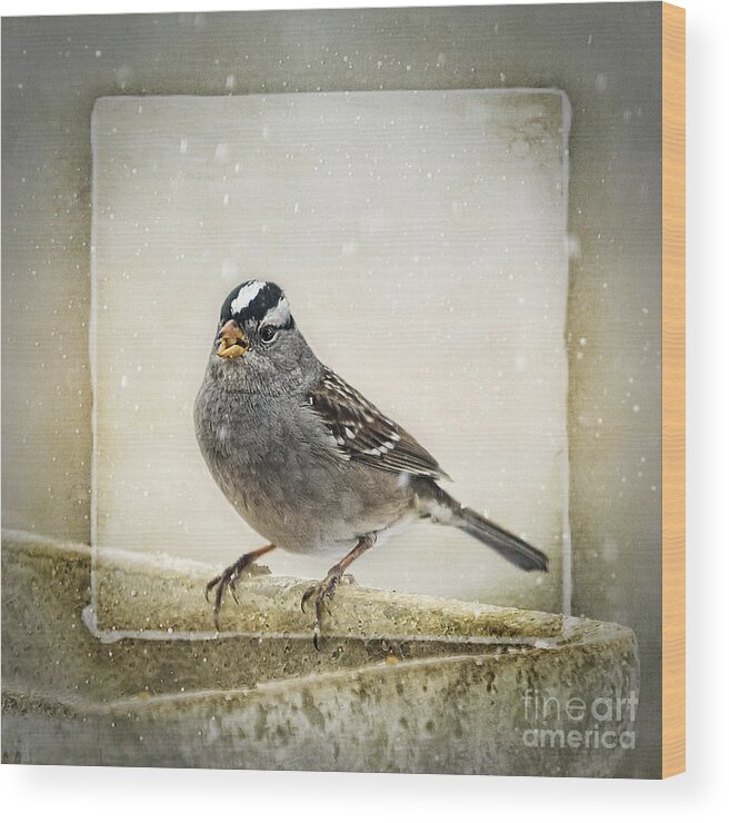 Sparrow Wood Print featuring the photograph White Crowned Sparrow in Snow Frame by Janice Pariza