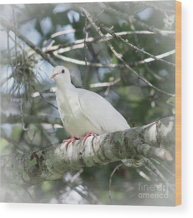 Doves Wood Print featuring the photograph White Dove Messenger by Ella Kaye Dickey