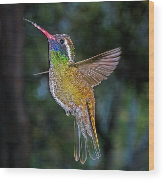 Bird Wood Print featuring the photograph White Eared Hummingbird by Gregory Scott