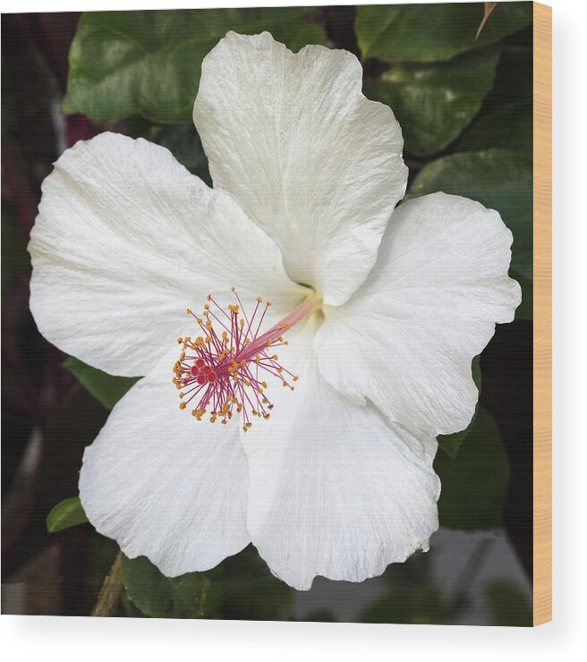 Hibiscus Wood Print featuring the photograph White Hibiscus Flower by Pierre Leclerc Photography