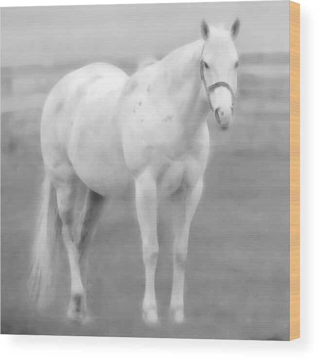 Horse Wood Print featuring the photograph White Lassie by Hal Halli