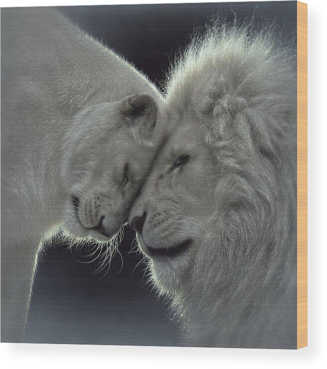 White Lions Wood Print featuring the painting White Lion Love by Collin Bogle