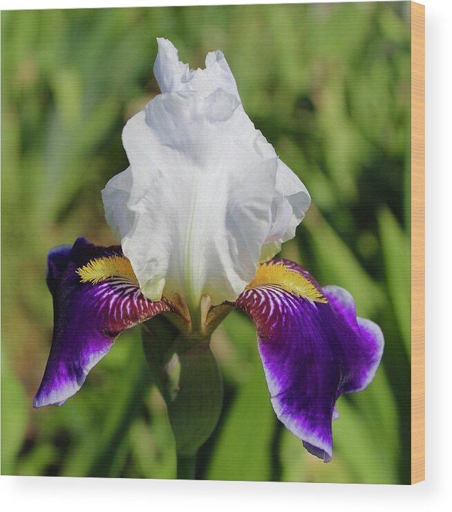 Photograph Wood Print featuring the photograph White Violet Iris Invitation by M E