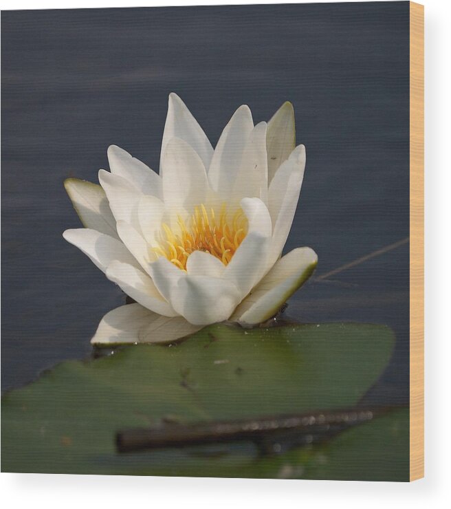 Lehtokukka Wood Print featuring the photograph White Waterlily 1 by Jouko Lehto