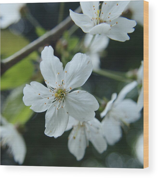 Flower Wood Print featuring the photograph White Wild Rose by Adrian Wale