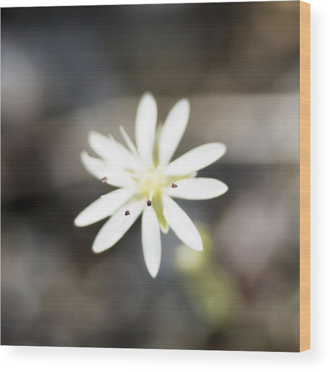 Alaska Wood Print featuring the photograph White Wildflower by Ian Johnson