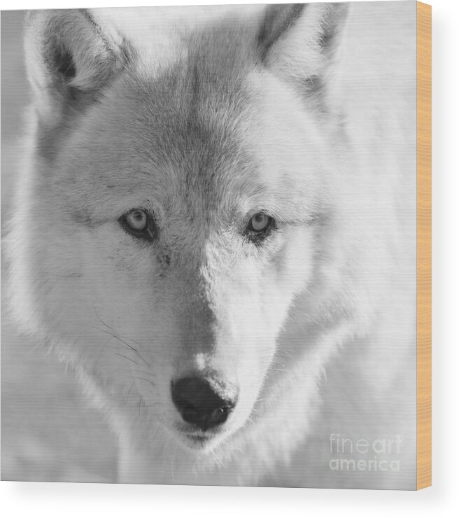 Wolf Wood Print featuring the photograph White Wolf by Ana V Ramirez