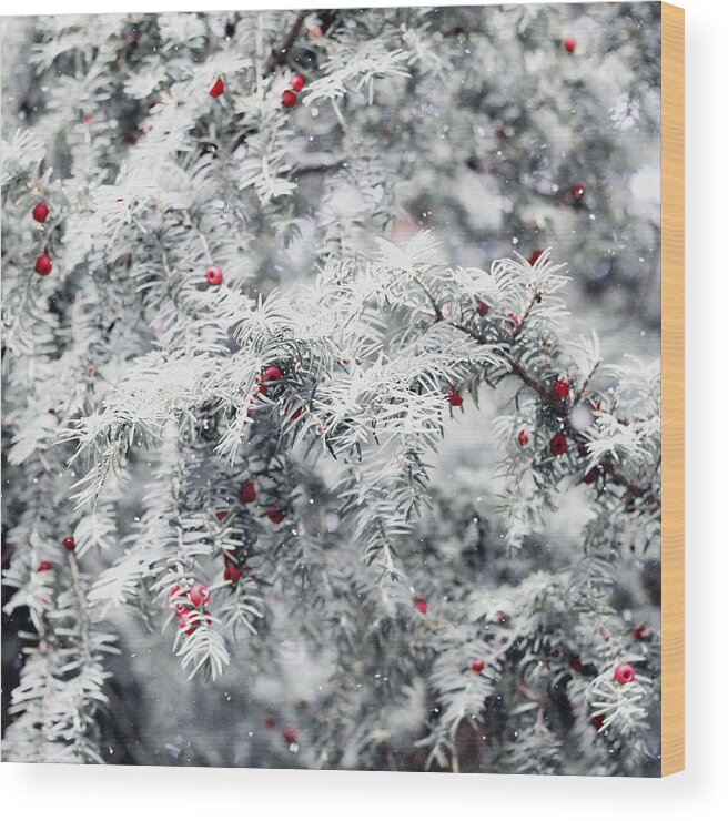 Nature Wood Print featuring the photograph White yew by Helga Novelli