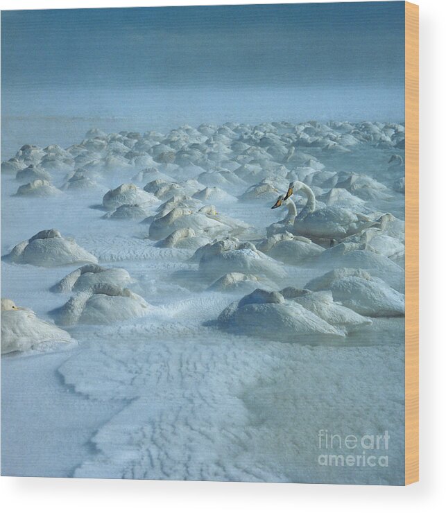 Whooper Swan Wood Print featuring the photograph Whooper Swans in Snow by Teiji Saga and Photo Researchers