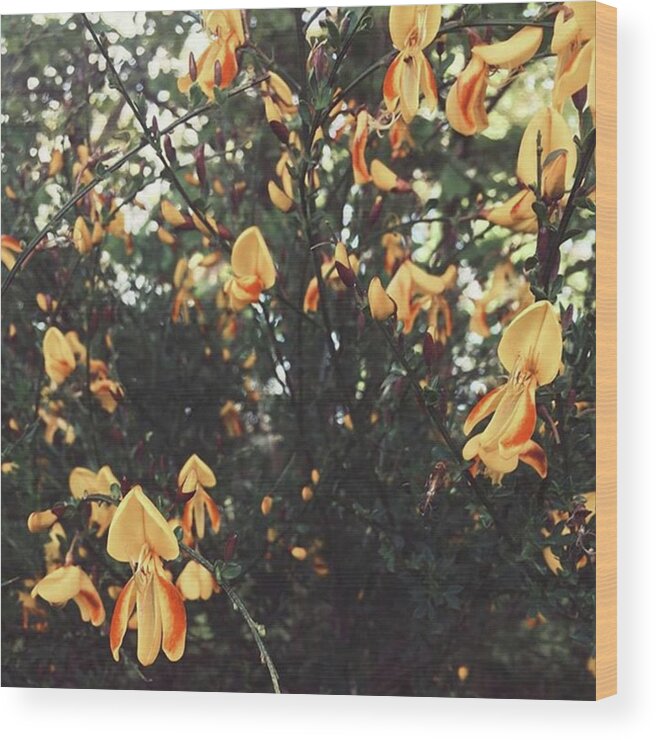 Plant Wood Print featuring the photograph #wild #flowers #nature #natural by Emma Gillett