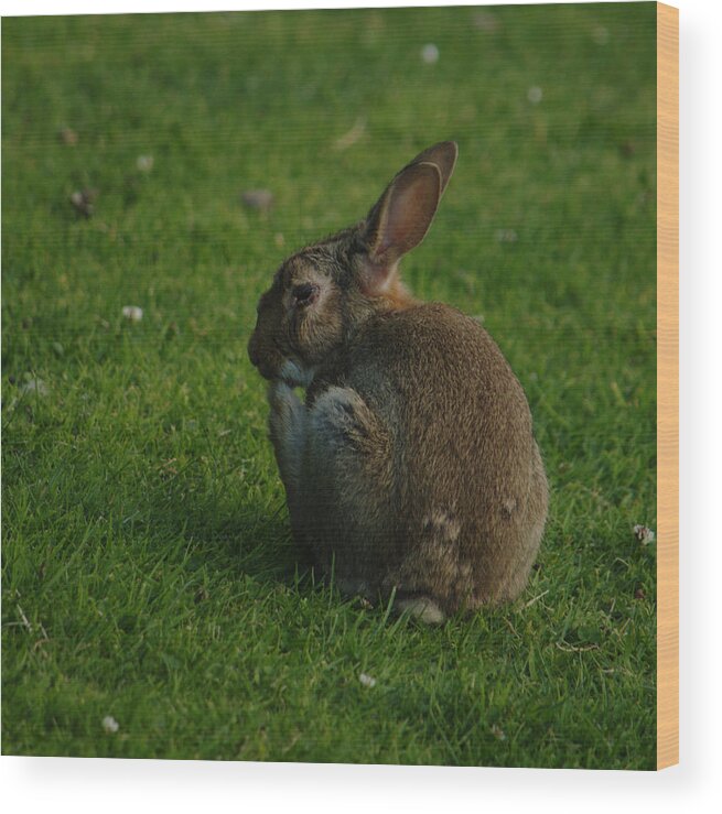 Wild Wood Print featuring the photograph Wild Rabbit Pondering by Adrian Wale