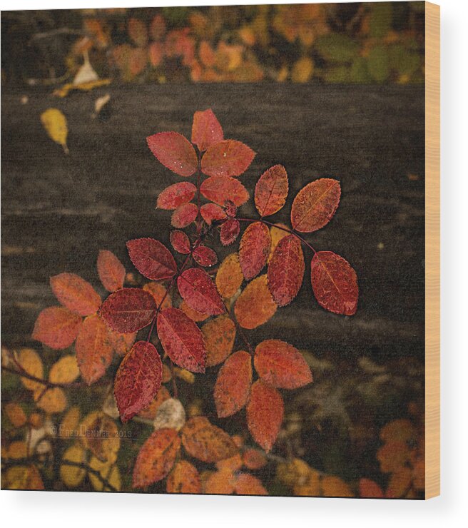 Plant Wood Print featuring the photograph Wild Rose Leaves by Fred Denner