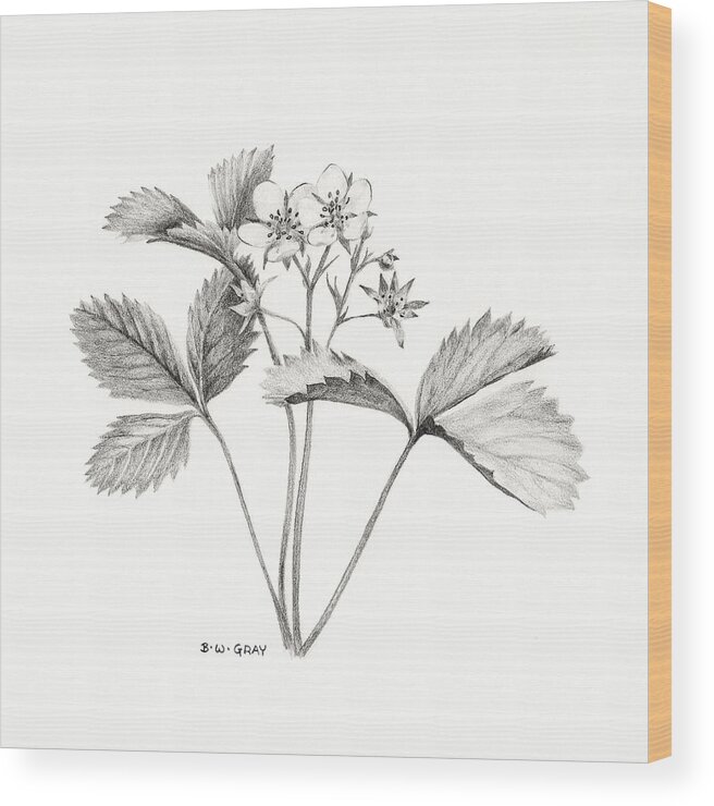 Strawberry Wood Print featuring the drawing Wild Strawberry Drawing by Betsy Gray