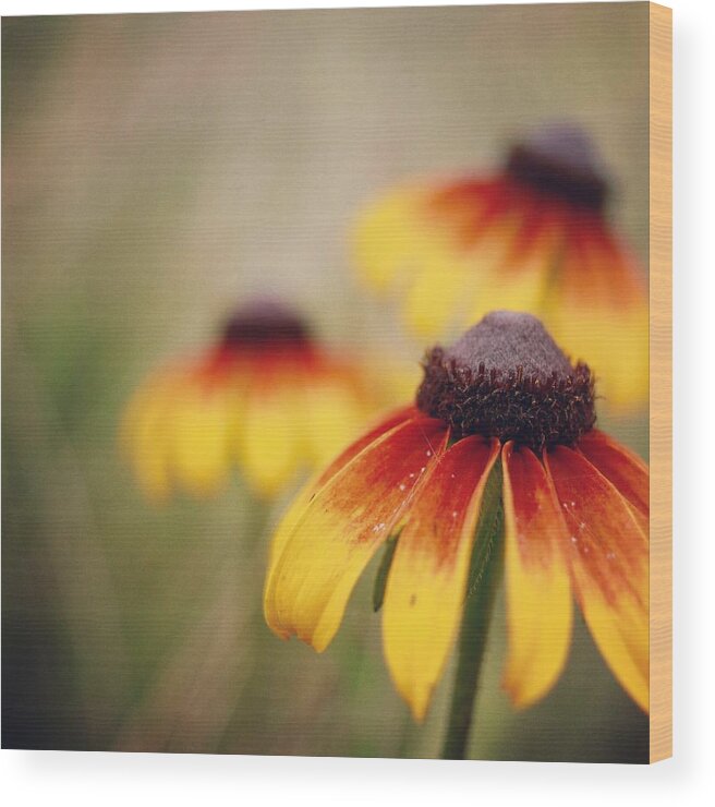 Wildflowers Wood Print featuring the photograph Wildfire Wildflowers by Holly Ross