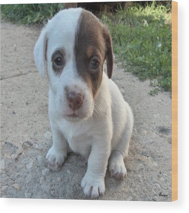 Puppy Jack Russell Terrior Dog Dogs Pets Animals Domestic Puppies Cute Wood Print featuring the photograph Will You Be My Friend by Andrea Lawrence