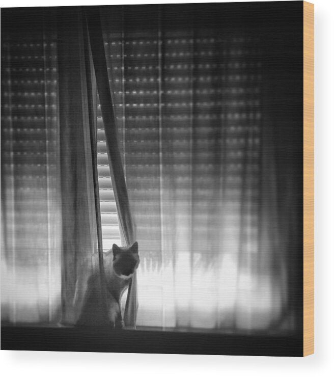 Animal Wood Print featuring the photograph Window Cat by Rafa Rivas