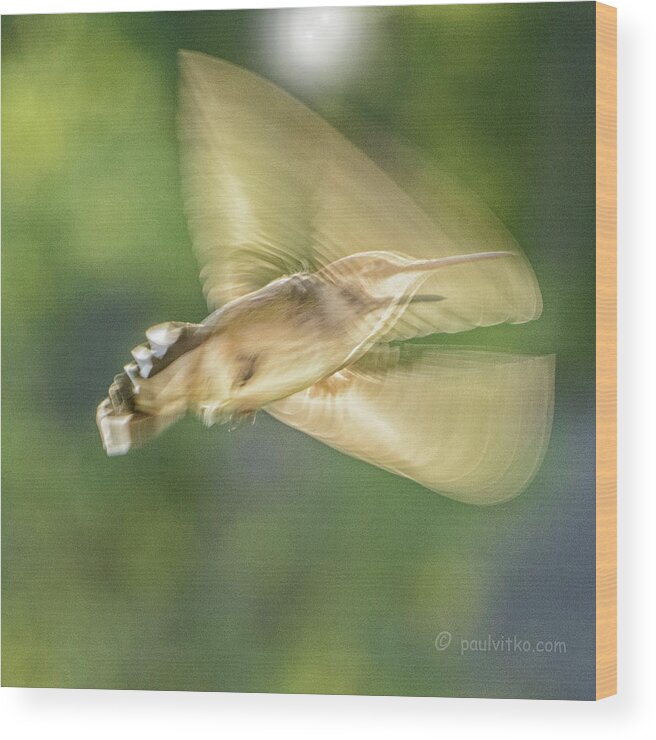 Hummingbirds Wood Print featuring the photograph Wing Shadow by Paul Vitko