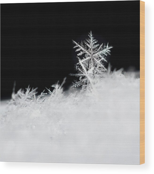 Snowflake Wood Print featuring the photograph Winter Magic by Penny Meyers