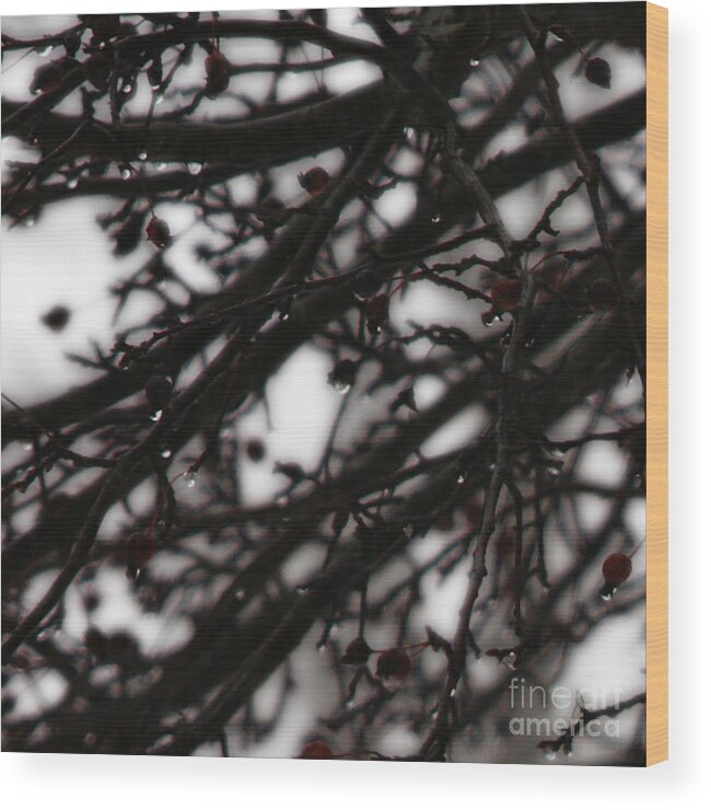 Branches Wood Print featuring the photograph Winter Rain by Linda Shafer