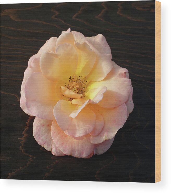 Winter Rose Wood Print featuring the photograph Winter Salmon Rose on Antique Wood by Kathy Anselmo