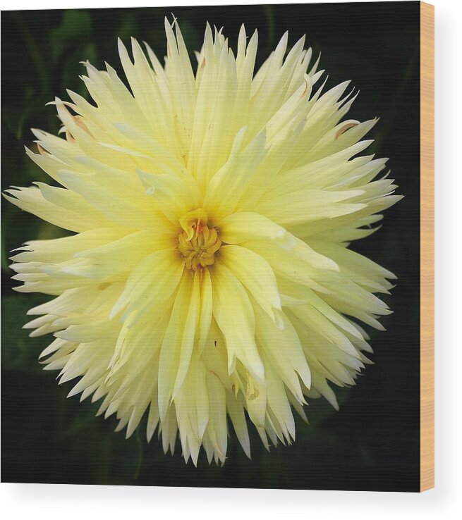 Dahlia Wood Print featuring the photograph Yellow Dahlia by Brian Eberly