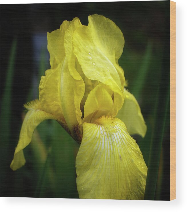 Iris Wood Print featuring the photograph Yellow Iris by Greg and Chrystal Mimbs