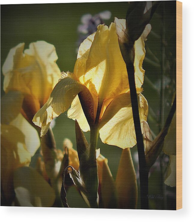 Sprig Wood Print featuring the photograph Yellow Light by Wild Thing