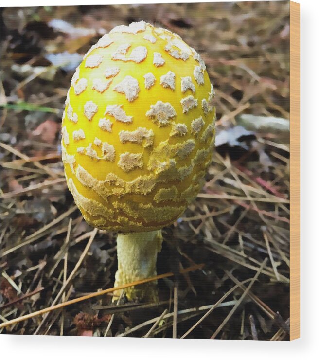 Mushroom Wood Print featuring the photograph Yellow mushroom by Cristina Stefan