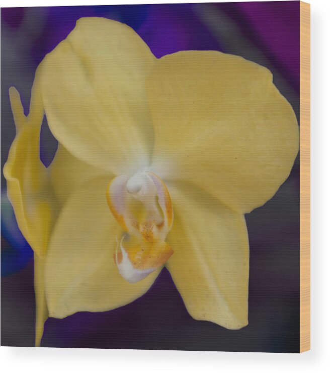 Flower Wood Print featuring the photograph Yellow Orchard by Linda Constant