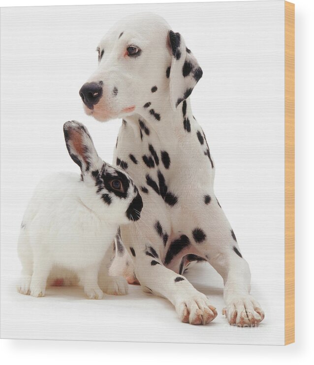 Dalmatian Wood Print featuring the photograph You Knocked my Spots Off by Warren Photographic