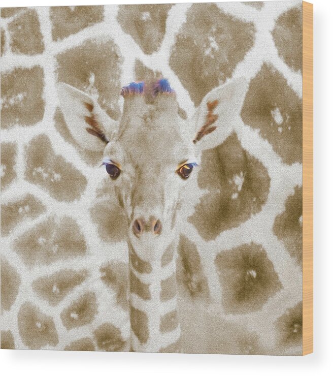 5dmkiv Wood Print featuring the photograph Young giraffe by Mark Mille