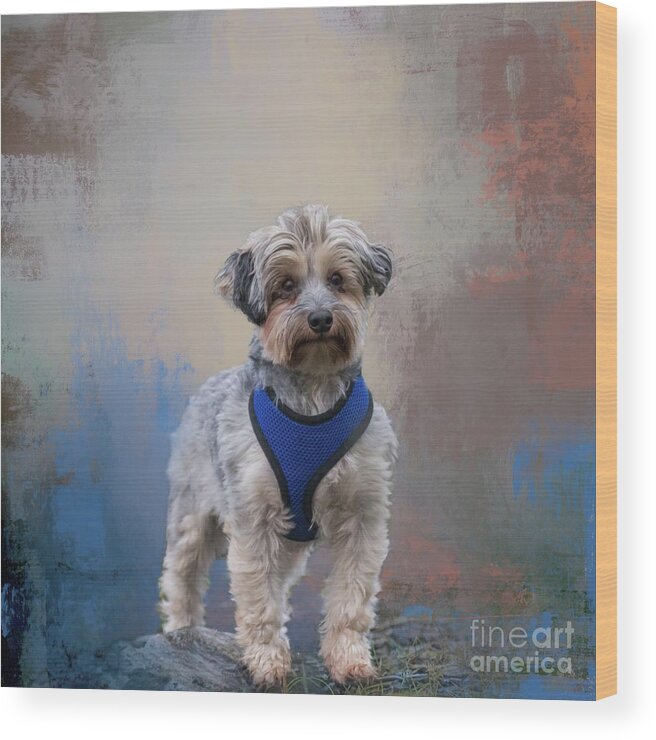 Australian Silky Terrier Wood Print featuring the photograph Australian Silky Terrier #1 by Eva Lechner