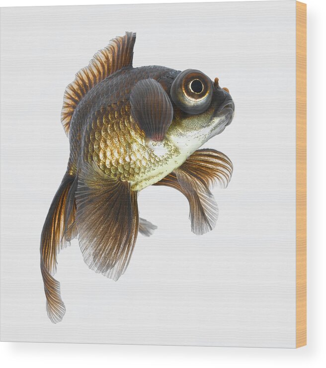White Background Wood Print featuring the photograph Black Moor Goldfish Carassius Auratus #1 by Don Farrall