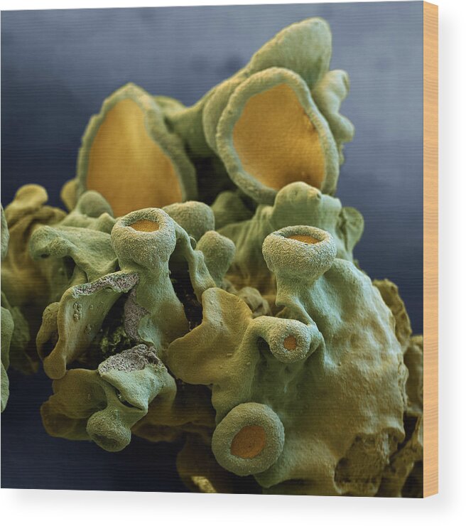 Algae Wood Print featuring the photograph Common Orange Lichen by Meckes/ottawa