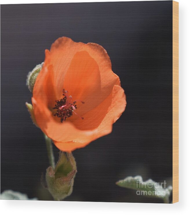 Arizona Wood Print featuring the photograph Dare To Be Noticed #1 by Janet Marie