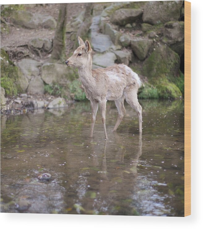 Animal Themes Wood Print featuring the photograph Deer In Nara Park #1 by Kanekodaidesignoffice Caramel