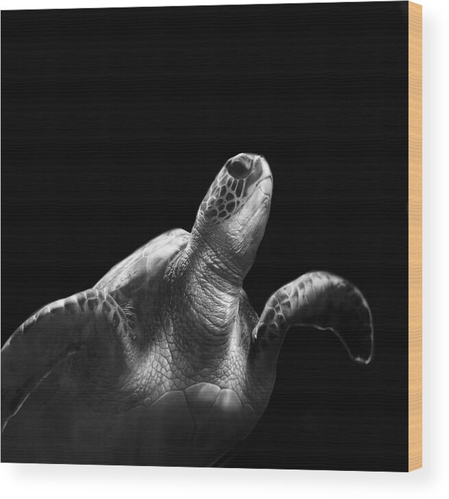 Turtle
Maui
Animal
Sea Turtle
Green Sea Turtle
Underwater
Pacific Ocean Wood Print featuring the photograph Portrait Of A Maui Green Sea Turtle #1 by Robin Wechsler