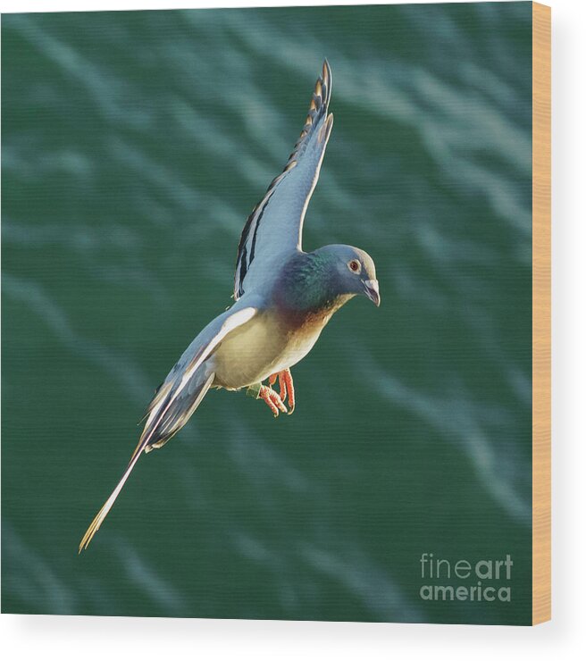 Pigeon Wood Print featuring the photograph Rock Pigeon Flying over the Sea #1 by Pablo Avanzini