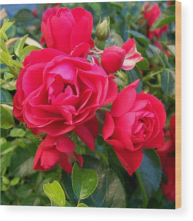 Valentine Wood Print featuring the photograph Rose is a Rose #1 by Sharon Duguay
