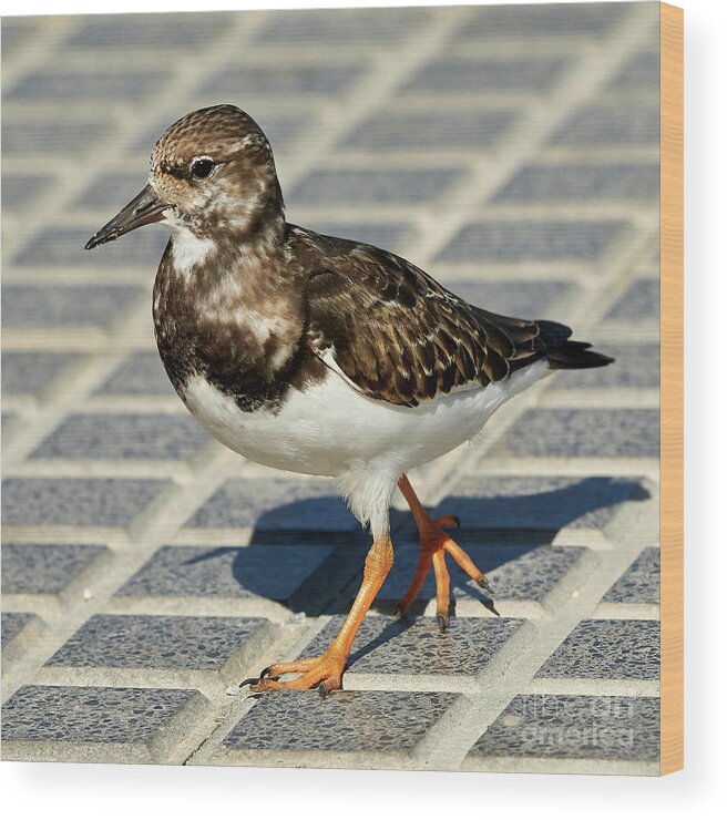 Close Wood Print featuring the photograph Ruddy Turnstone Arenaria interpres #1 by Pablo Avanzini