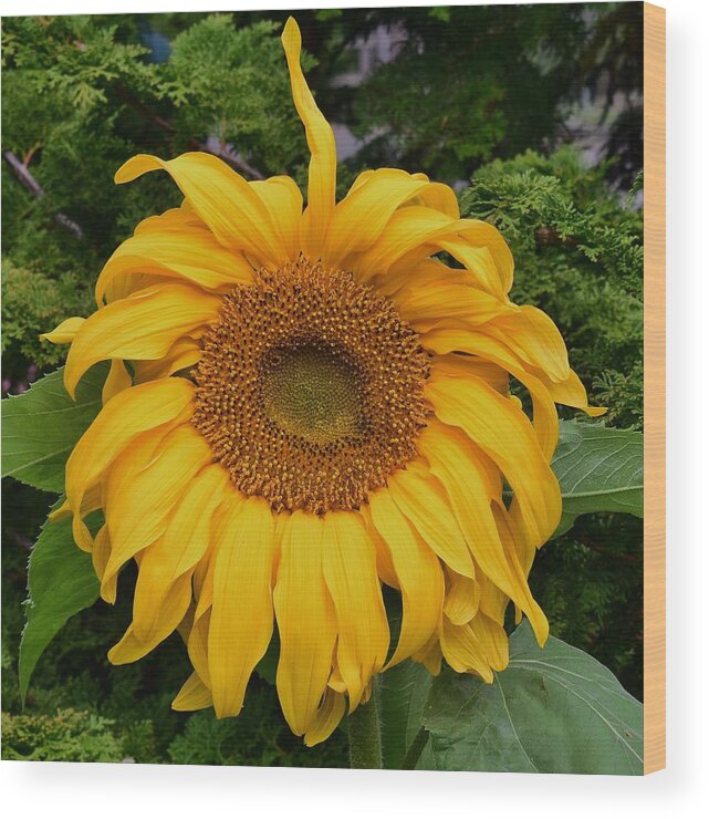 Sunflower Wood Print featuring the photograph Sunflower #1 by Jimmy Chuck Smith