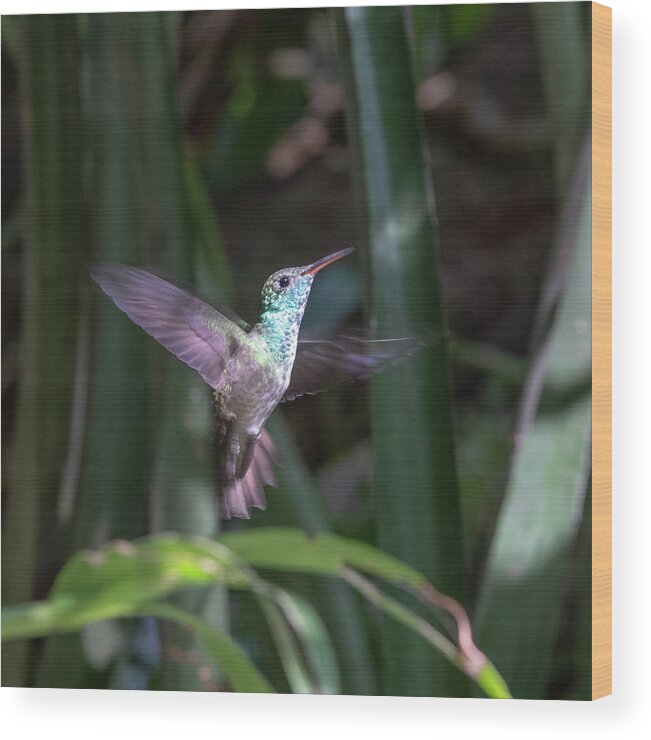 Amazilia Versicolor Wood Print featuring the photograph Versicolored emerald hummingbird hovers #1 by Mark Hunter