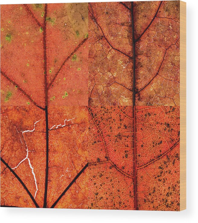 Swatch Wood Print featuring the photograph Swatches - Autumn Leaves inspired by Gerhard Richter by Shankar Adiseshan
