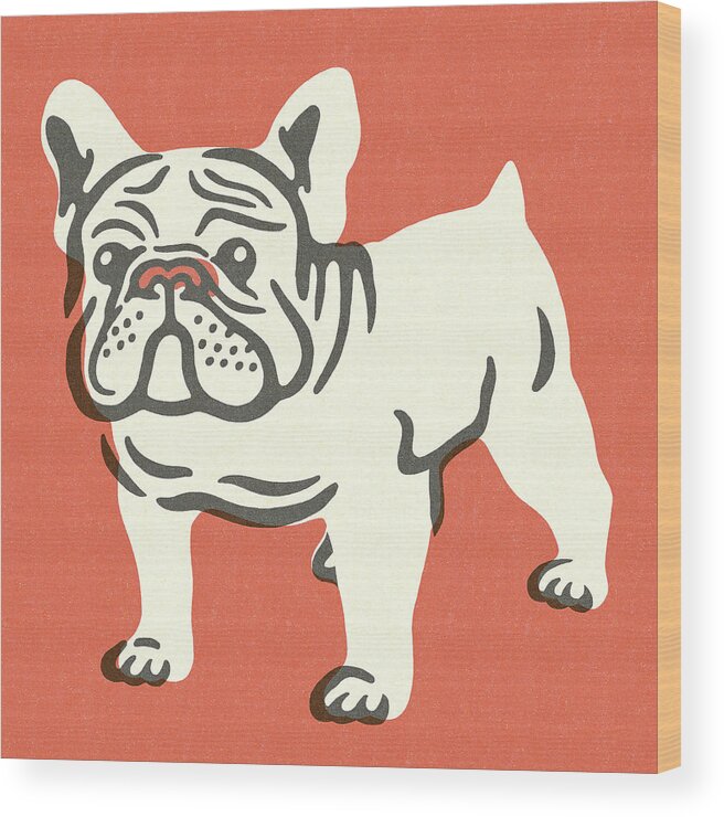 Animal Wood Print featuring the drawing Bulldog #11 by CSA Images