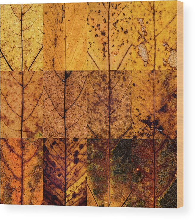 Swatch Wood Print featuring the photograph Swatches - Autumn Leaves inspired by Gerhard Richter #13 by Shankar Adiseshan
