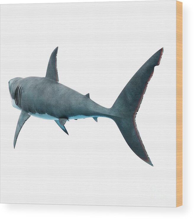 Fish Wood Print featuring the photograph Great White Shark #22 by Sebastian Kaulitzki/science Photo Library