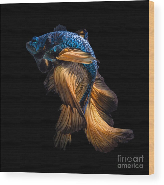 Fancy Wood Print featuring the photograph Colourful Betta Fishsiamese Fighting by Nuamfolio