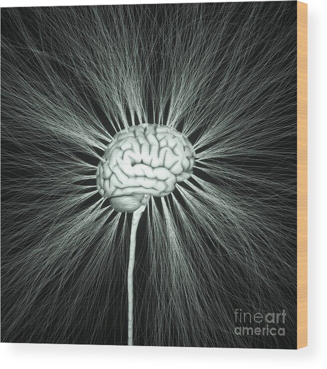 Anatomy Wood Print featuring the photograph Human Nervous System by Ktsdesign/sciencephotolibrary